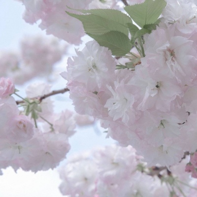 八公山FurryQQ群介绍